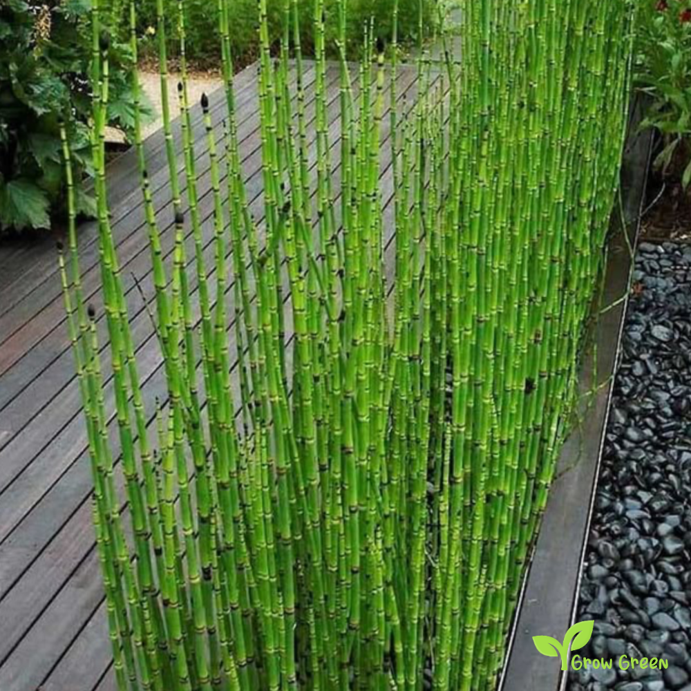 1 ROOTED cutting Rough Horsetail Plant - EQUISETUM HYEMALE + 5 seeds Sunflower