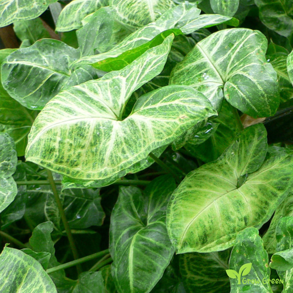 1 ROOTED cutting 2 nodes Syngonium  Podophyllum - Arrowhead  + Gift 5 seeds of Sunflower