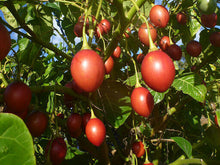 Load image into Gallery viewer, Tamarillo | 20 seeds + Gift of 5 seeds of Sunflower 🌻
