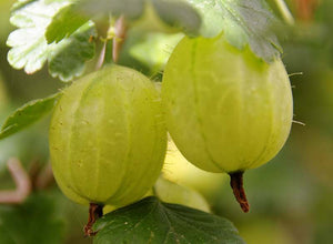 Gooseberry | 10 seeds + Gift of 5 seeds of Sunflower 🌻