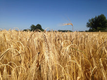 Load image into Gallery viewer, Barley | 100 seeds + Gift of 5 seeds of Sunflower 🌻
