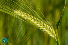 Load image into Gallery viewer, Barley | 100 seeds + Gift of 5 seeds of Sunflower 🌻
