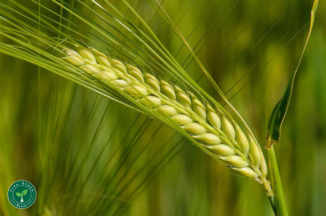 Barley | 100 seeds + Gift of 5 seeds of Sunflower 🌻