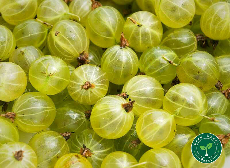 Gooseberry | 10 seeds + Gift of 5 seeds of Sunflower 🌻