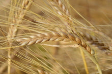 Load image into Gallery viewer, Barley | 100 seeds + Gift of 5 seeds of Sunflower 🌻
