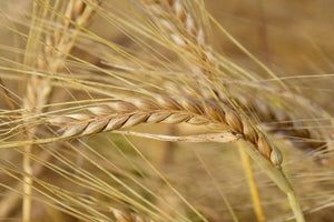 Barley | 100 seeds + Gift of 5 seeds of Sunflower 🌻