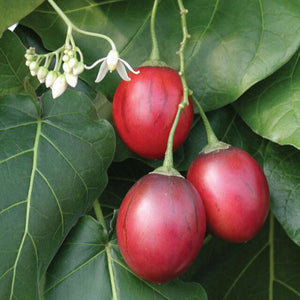 Tamarillo | 20 seeds + Gift of 5 seeds of Sunflower 🌻